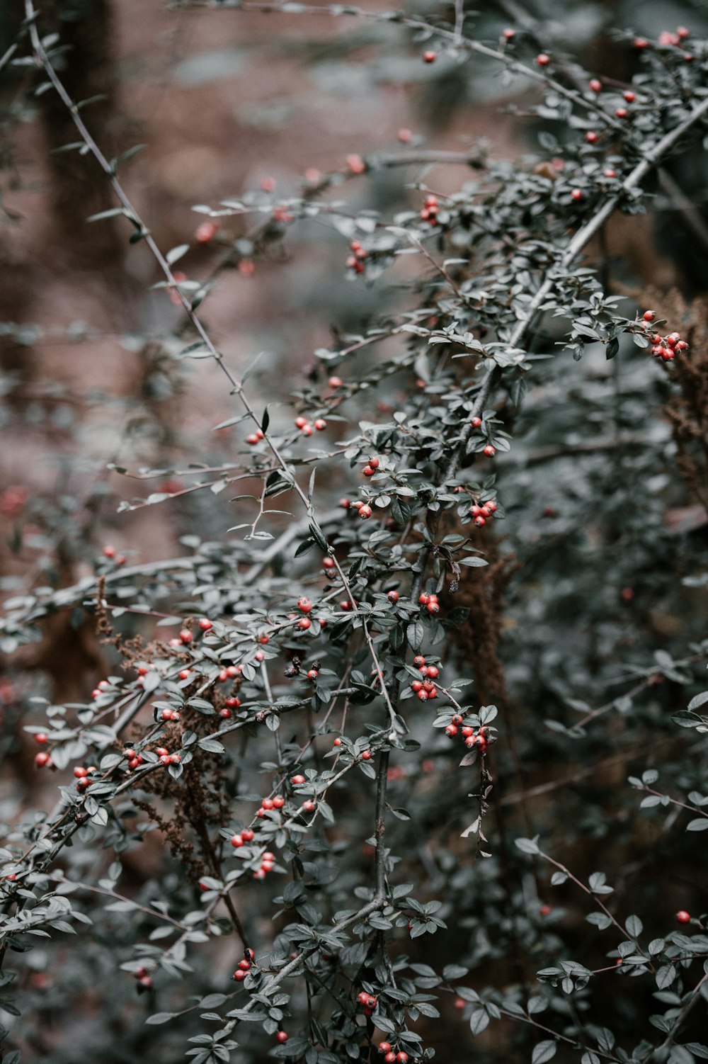 shallow focus photography of plant