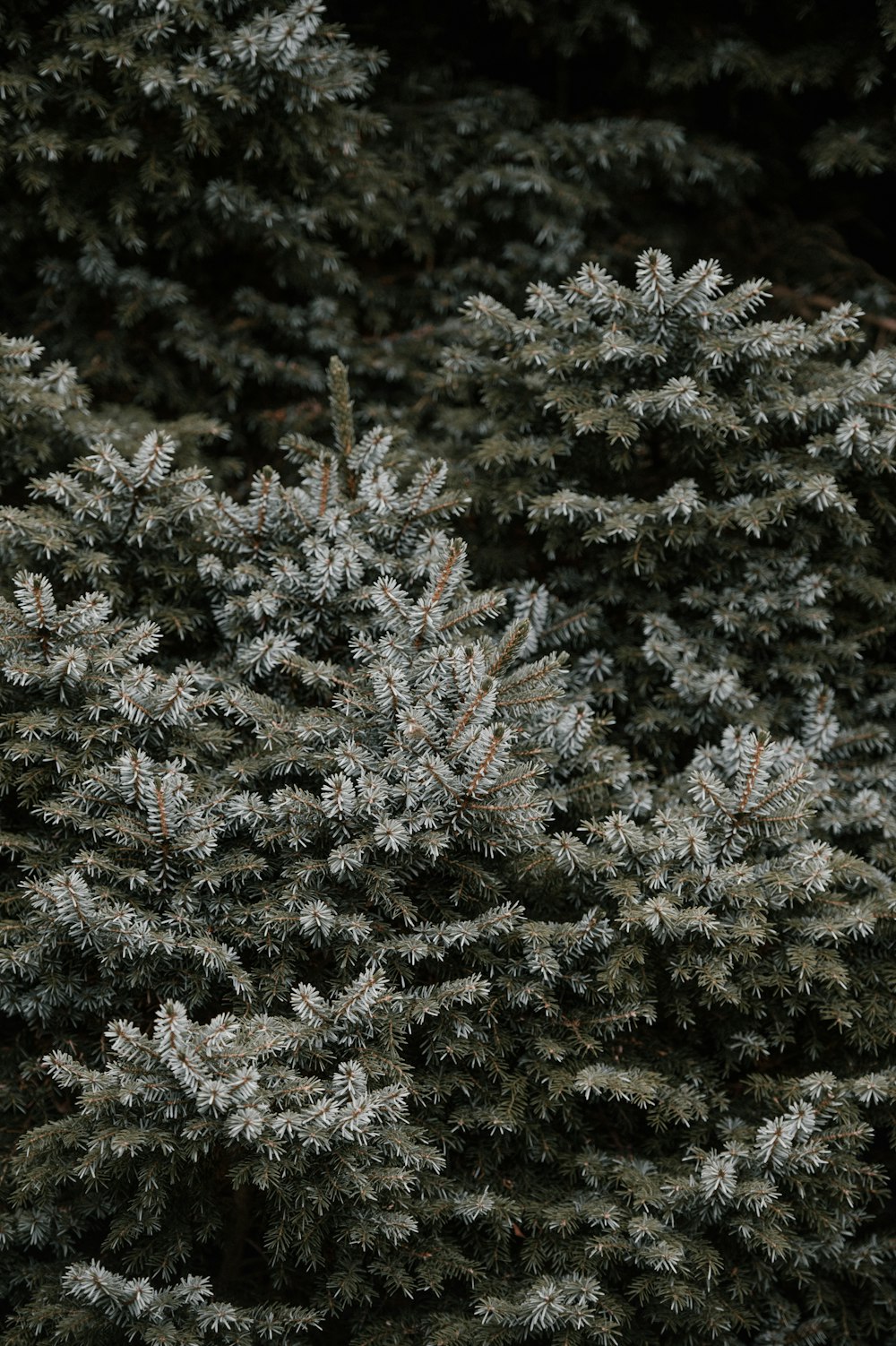 green leafed plants at daytime