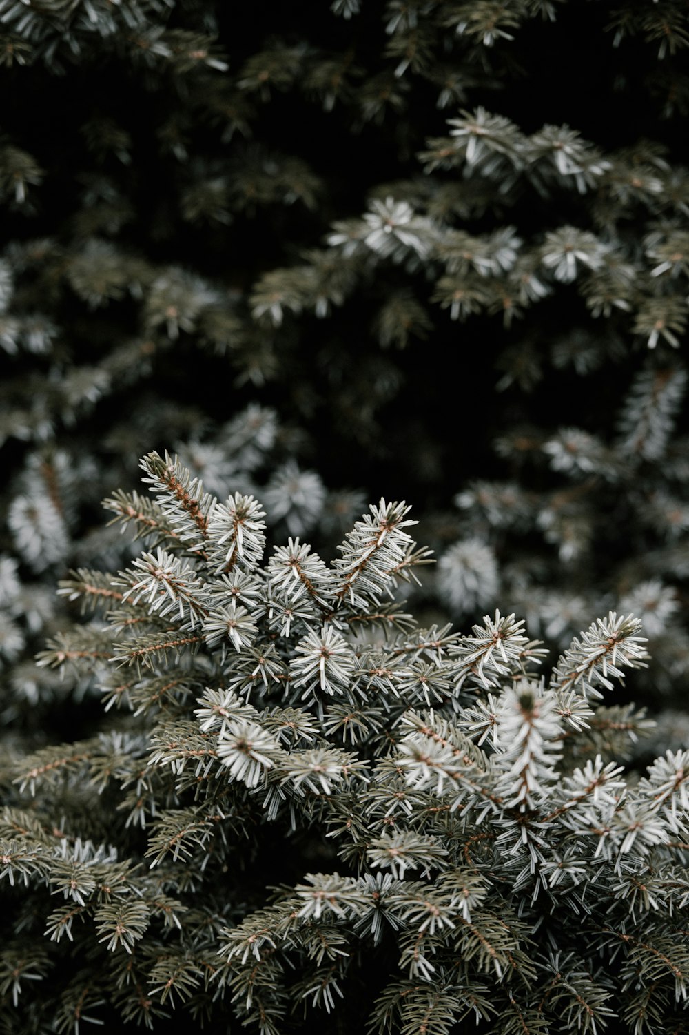 closeup photo of white petaled flower