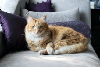 A friendly orange tabby cat sitting comfortably with a warm, inviting expression, surrounded by colorful community art.