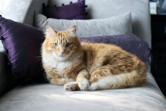 A friendly orange tabby cat sitting comfortably with a warm, inviting expression, surrounded by colorful community art.