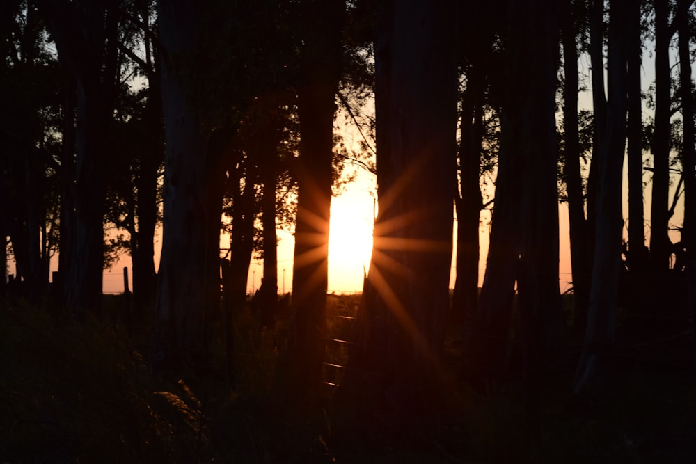 silhouette of trees at sunset