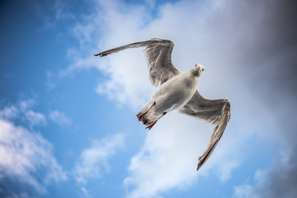 bird flying in the middle of sky