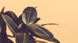 green rubber plant near white wall
