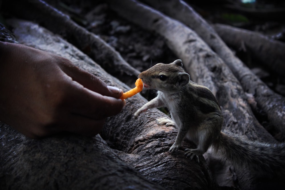 다람쥐에게 먹이를 주는 사람의 선택적 컬러 사진