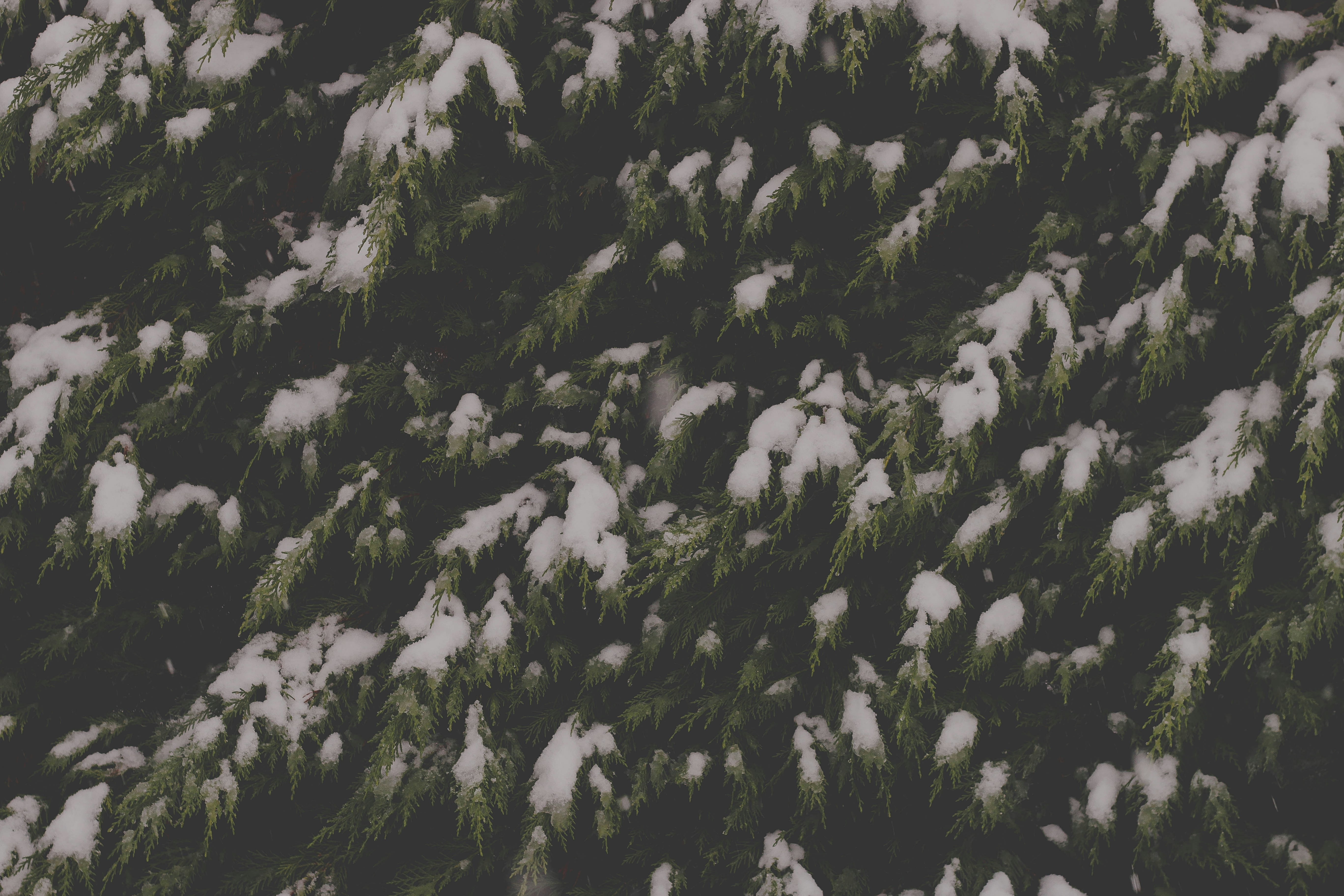 Photo by oliviahenry