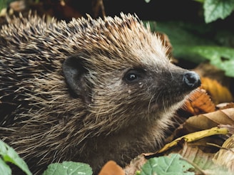 brown hedgehog on dried leaves