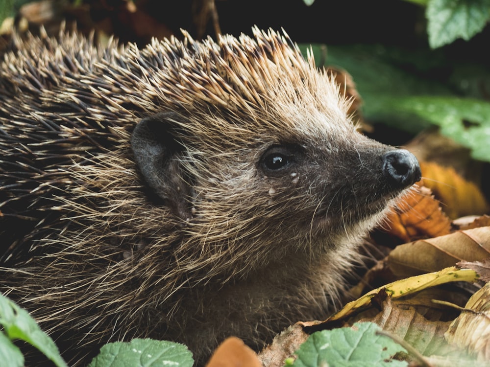 brown hedgehog on dried leaves
