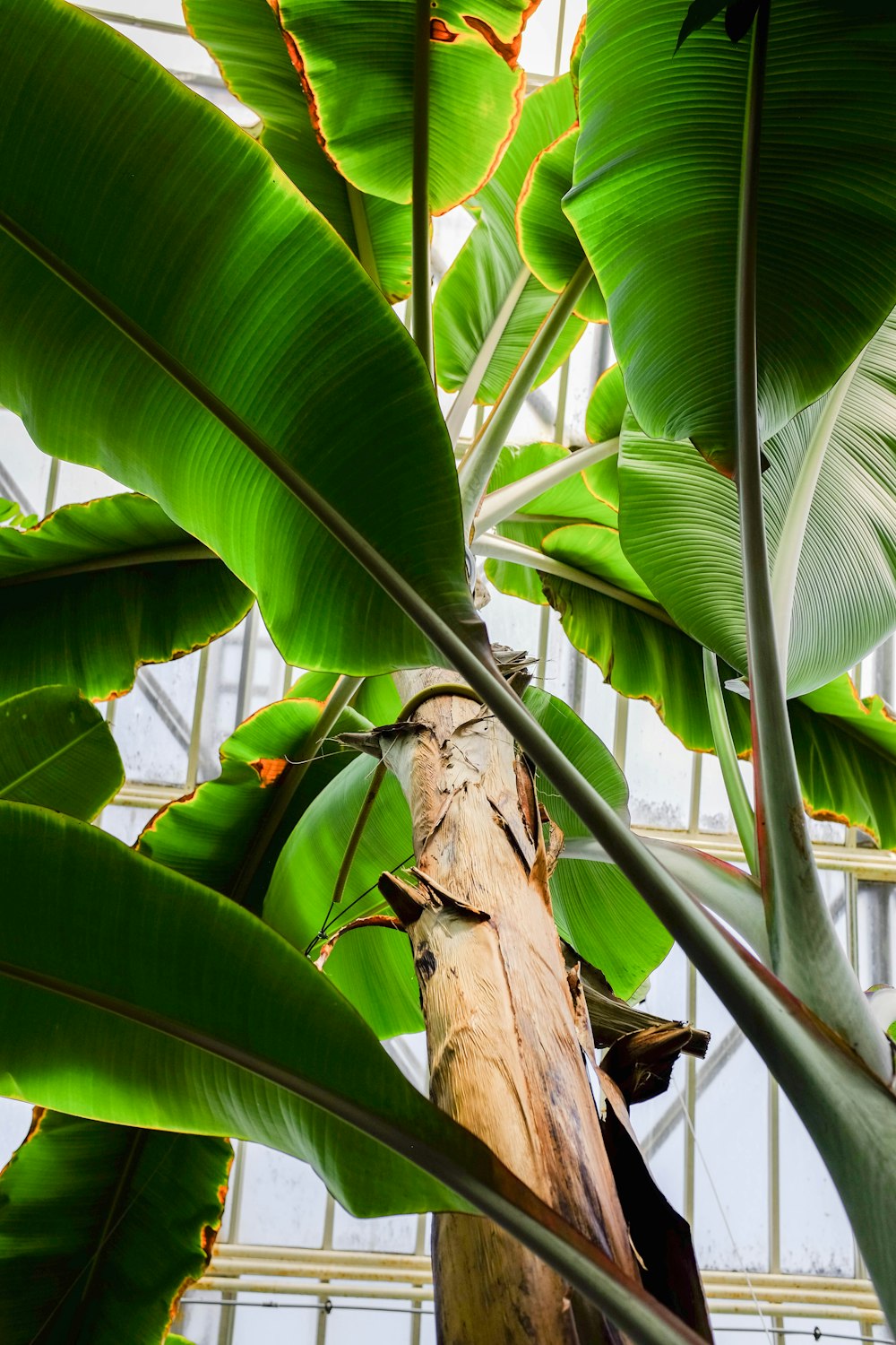 low angle photography of banana plant