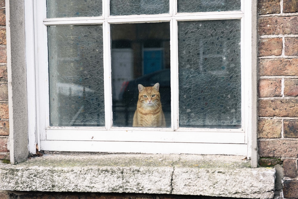 gato naranja en ventana abierta