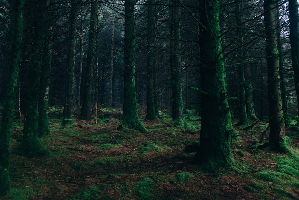 Fotografía de paisaje de bosque