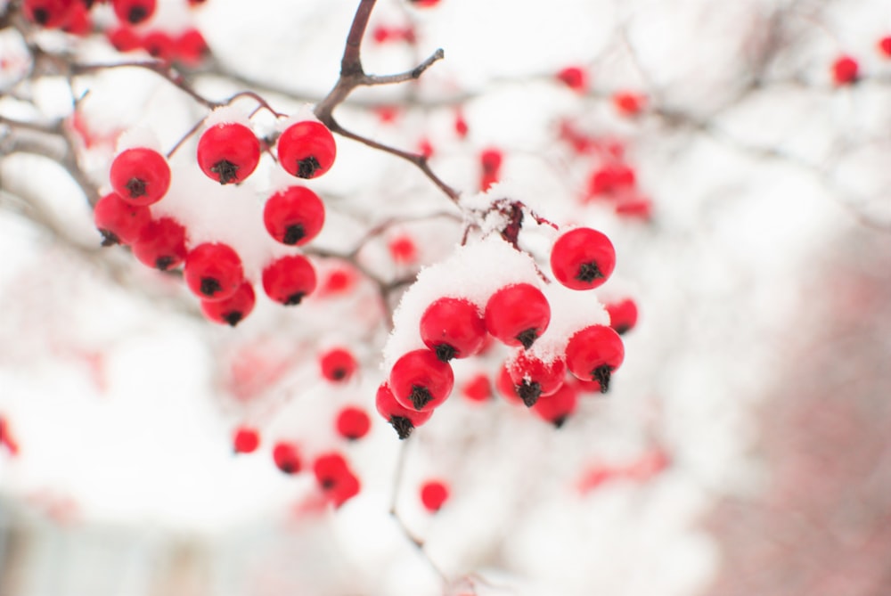 shallow focus photography of red fruits