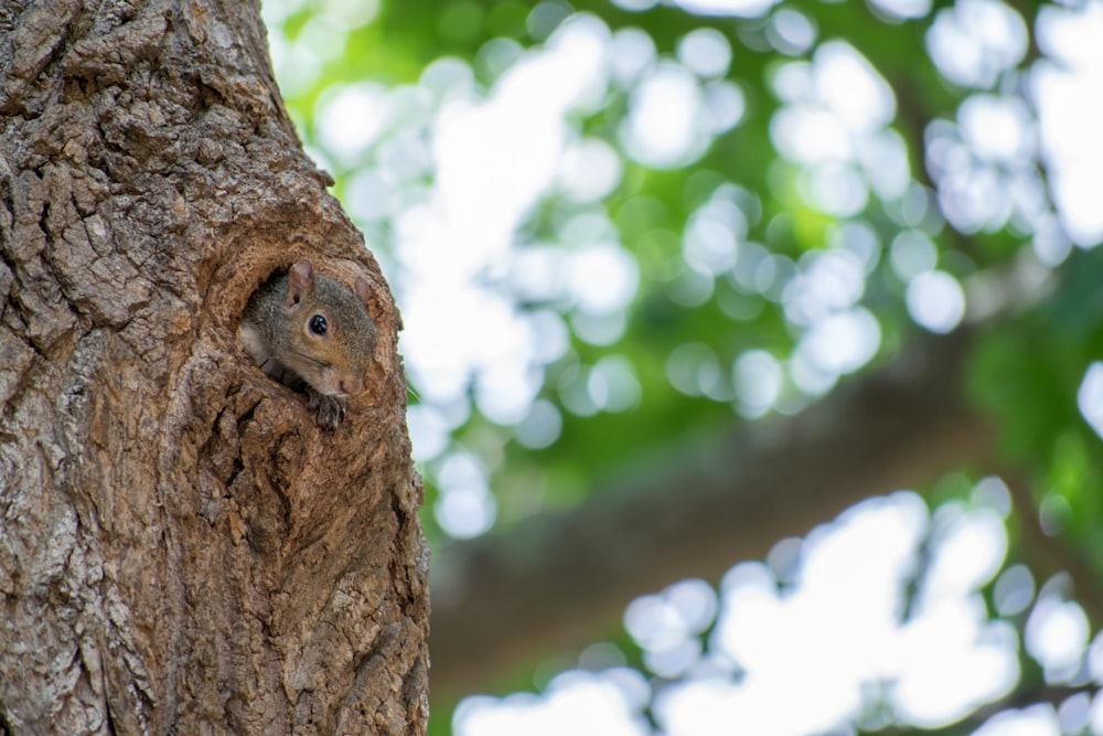 brown tree trunk