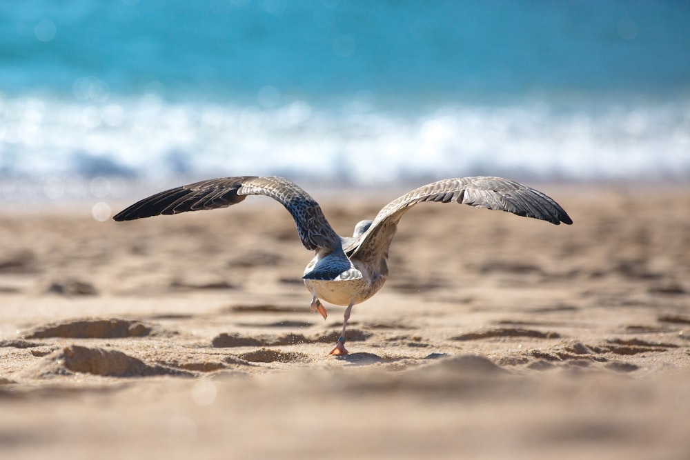 uccello grigio e bianco sulla riva del mare durante il giorno