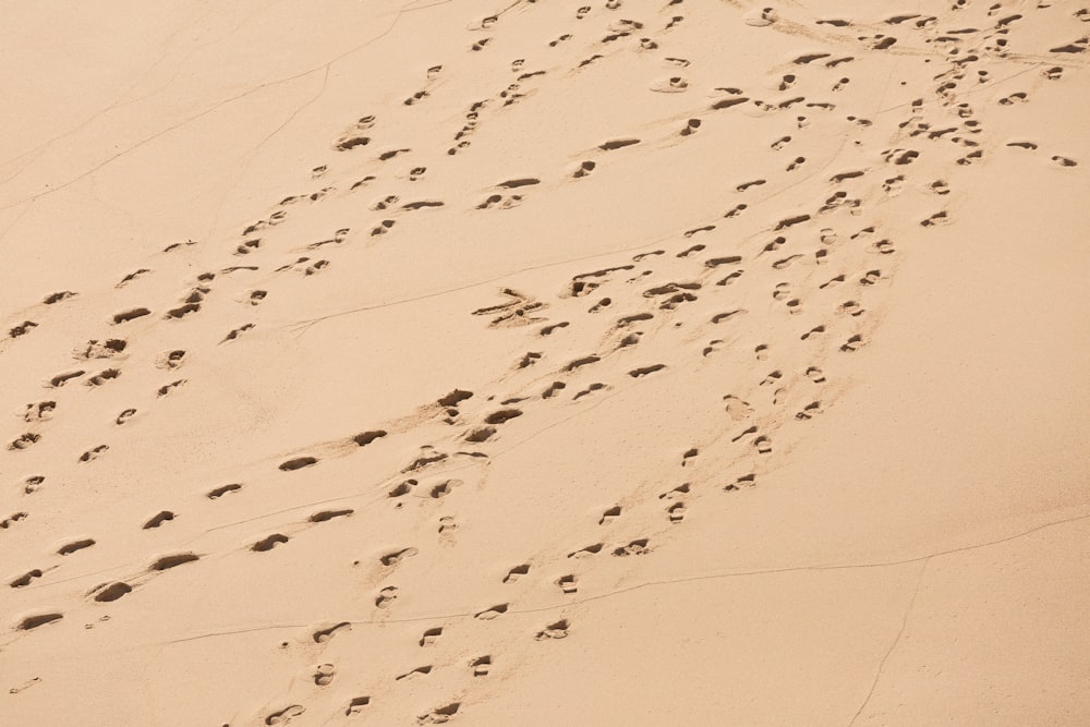 footprints on brown dessert