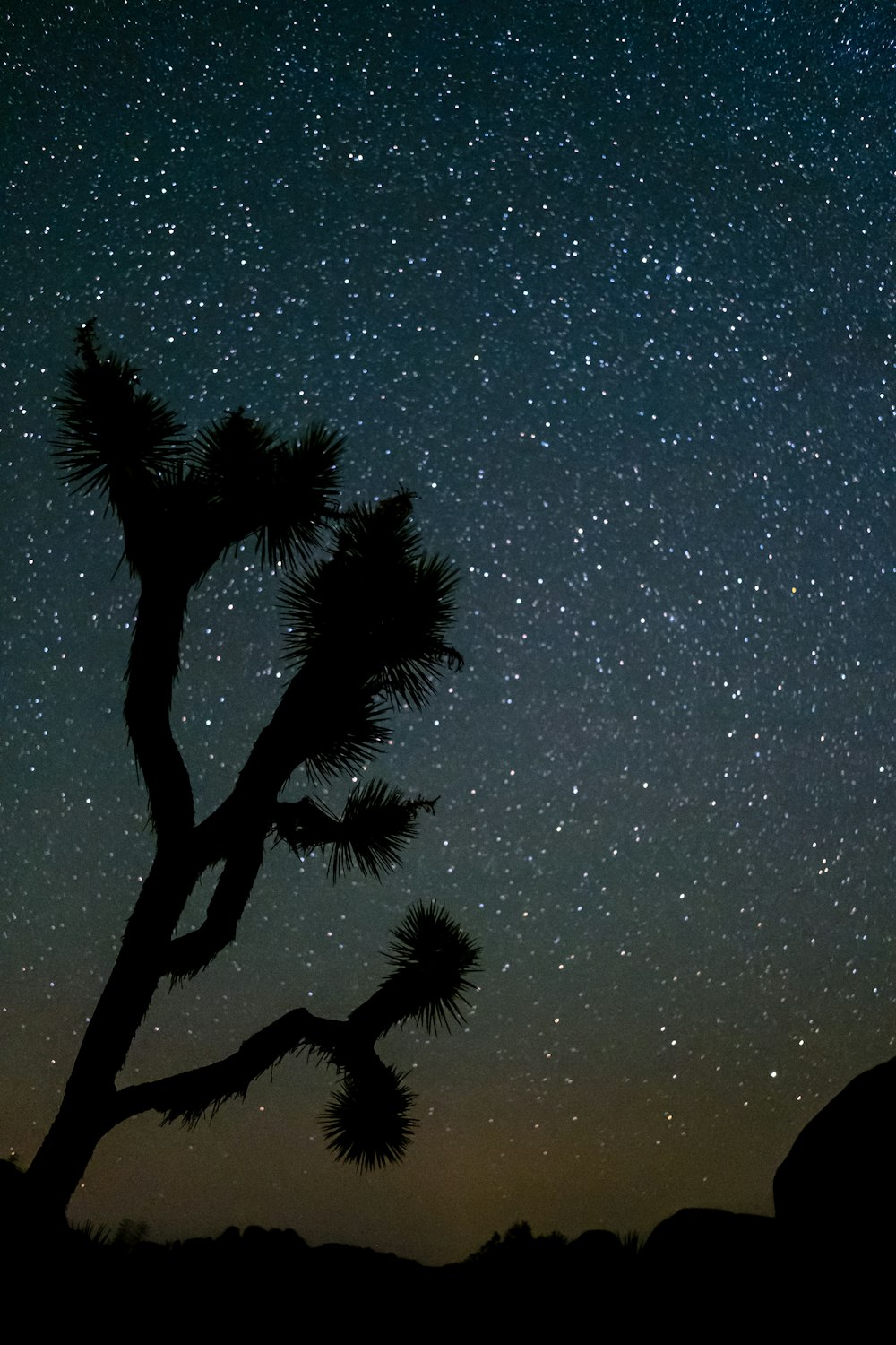 silhouette of tree under night sky