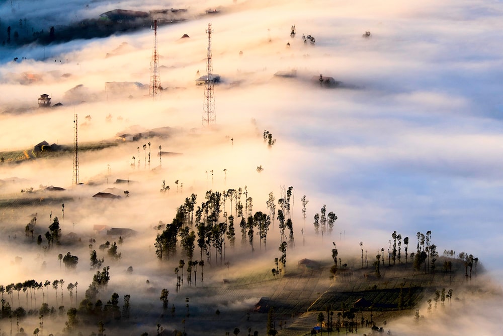 bed of clouds over forest