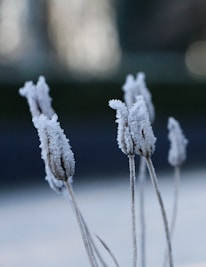 Frost-covered plant stems with a blurred, cool-toned background. The delicate ice crystals envelop the buds, creating a serene, chilly atmosphere.