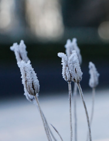 Frost-covered plant stems with a blurred, cool-toned background. The delicate ice crystals envelop the buds, creating a serene, chilly atmosphere.