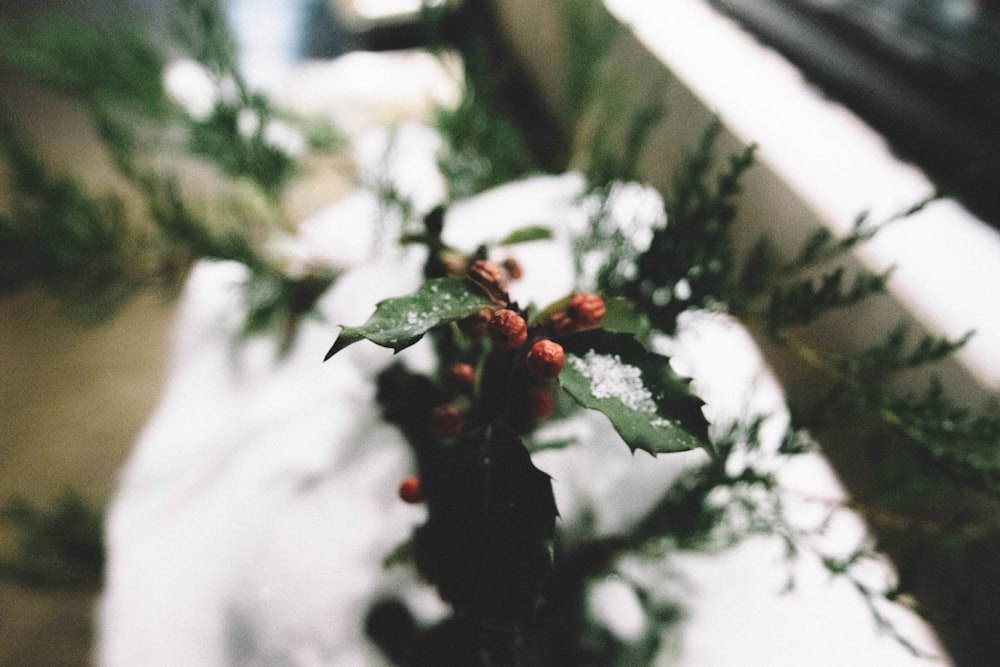 shallow focus photography of red and green plant