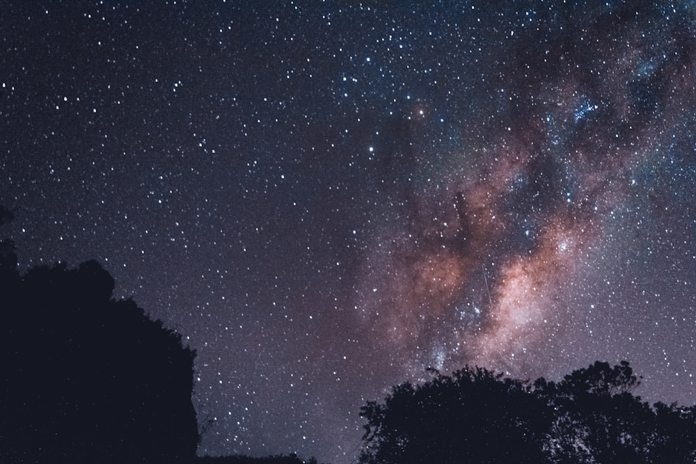 silhouette photography of trees with stars