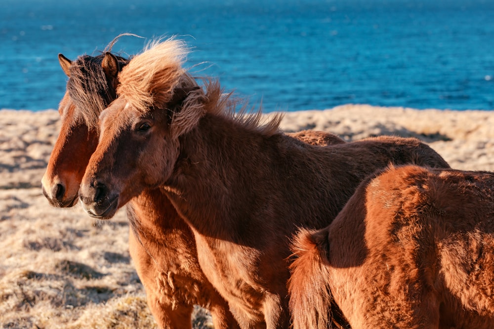 茶色の砂の上に2頭の茶色の馬