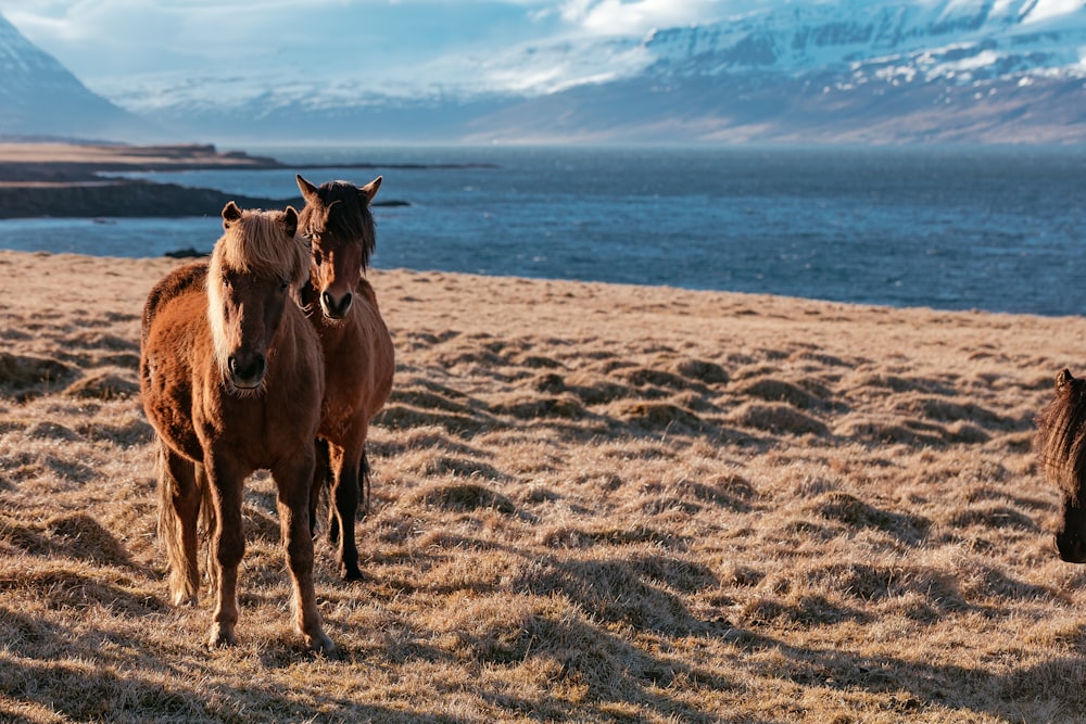 dois cavalos perto do corpo de água