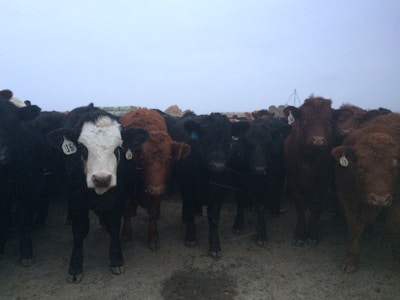 A herd of cattle stands closely together, creating a sense of unity and curiosity. Each cow is marked with a numbered ear tag, and the colors of the cattle vary, including black and brown. The background is muted with overcast skies, and the ground is bare, suggesting a farm or ranch setting.