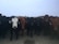 A herd of cattle stands closely together, creating a sense of unity and curiosity. Each cow is marked with a numbered ear tag, and the colors of the cattle vary, including black and brown. The background is muted with overcast skies, and the ground is bare, suggesting a farm or ranch setting.