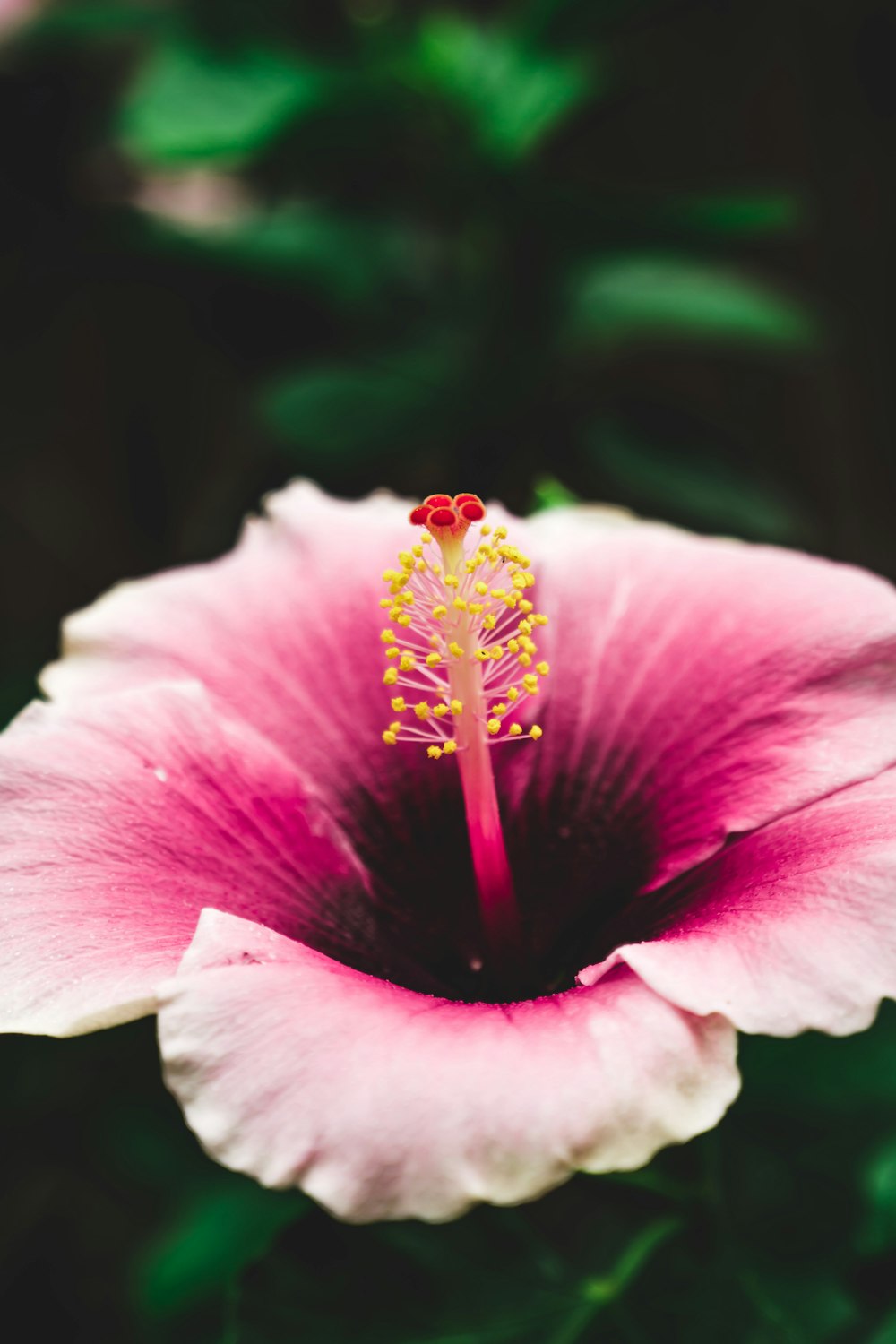 closeup photo of pink hibiscus flower