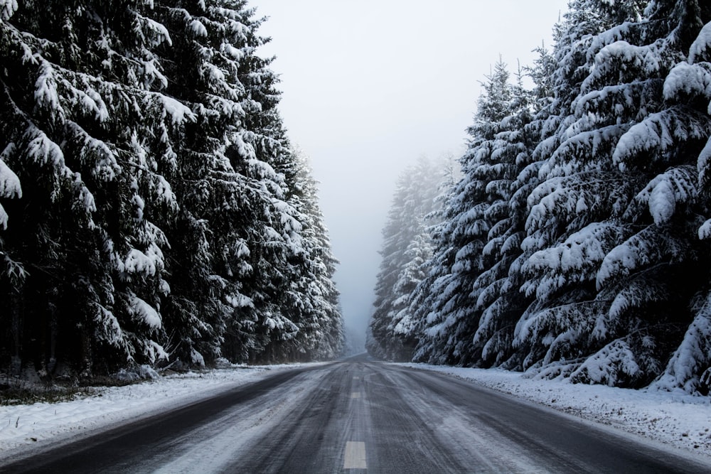 foto em tons de cinza da estrada cercada por pinheiros com neve