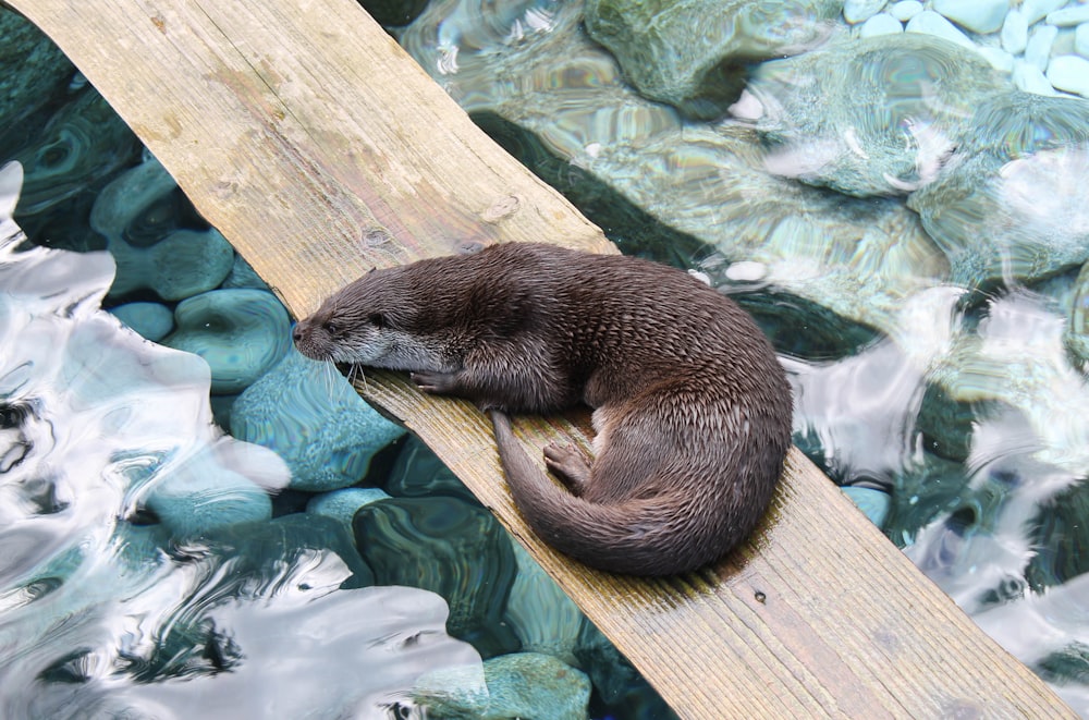 black rodent on top of wood plank