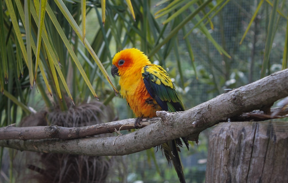 orange and green feathered bird on branch