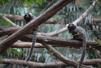 gray monkey wild zoom background