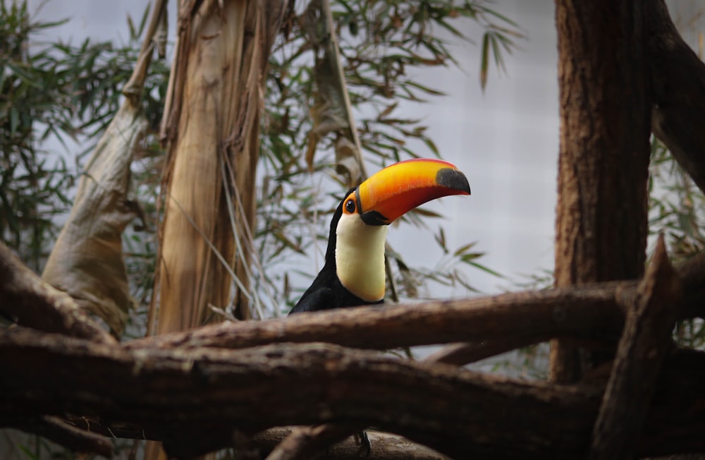 lowlight photography of toucan perching on tree branch