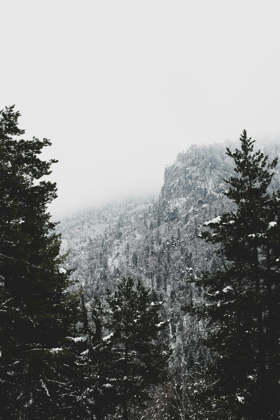 Natural landscape photo spot Begunje na Gorenjskem Brezovica