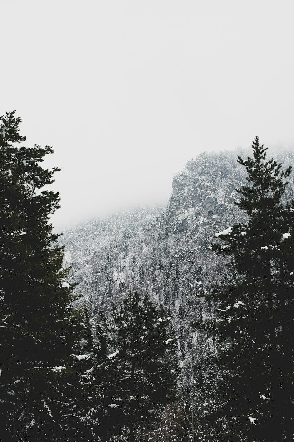 foto em tons de cinza da montanha coberta de neve e árvores