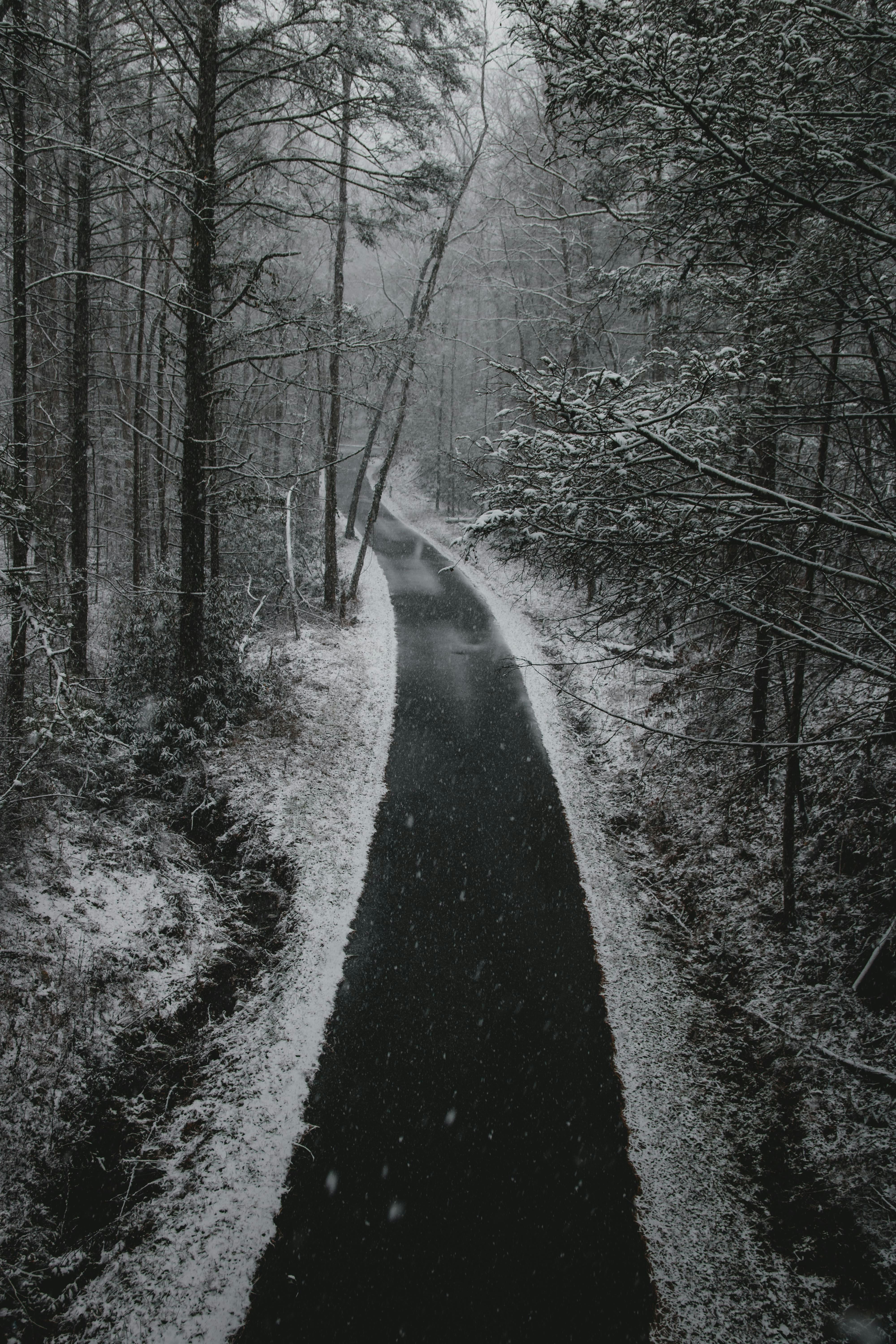lined trees on pathway at daytime