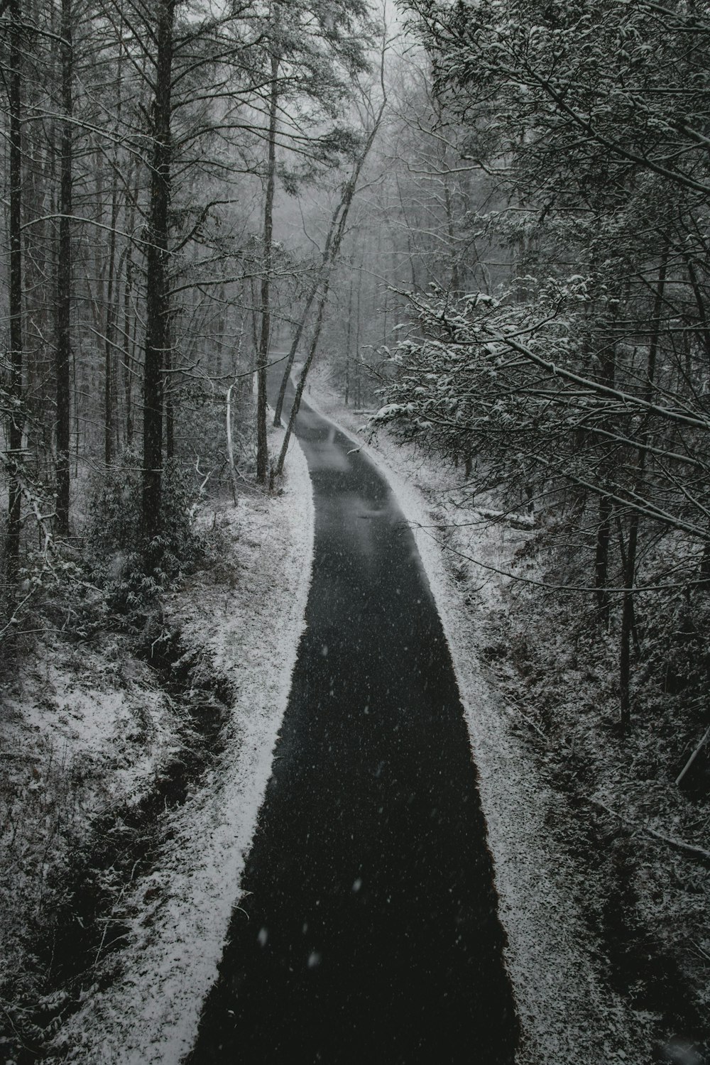 lined trees on pathway at daytime