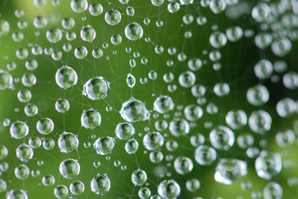 Photographie en gros plan de rosée d’eau