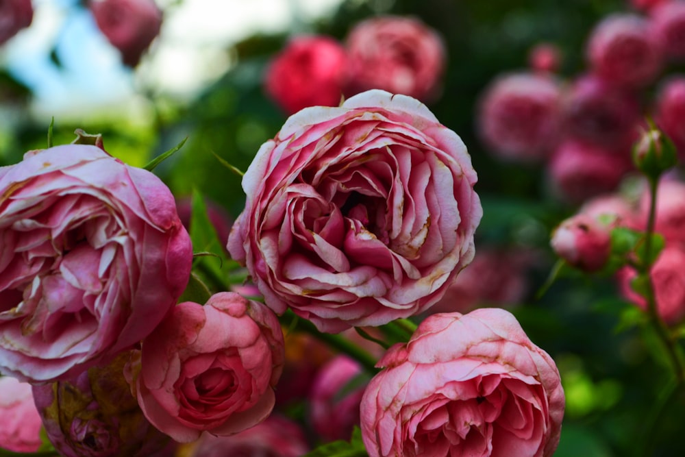 close-up photography of pink petaled flowers