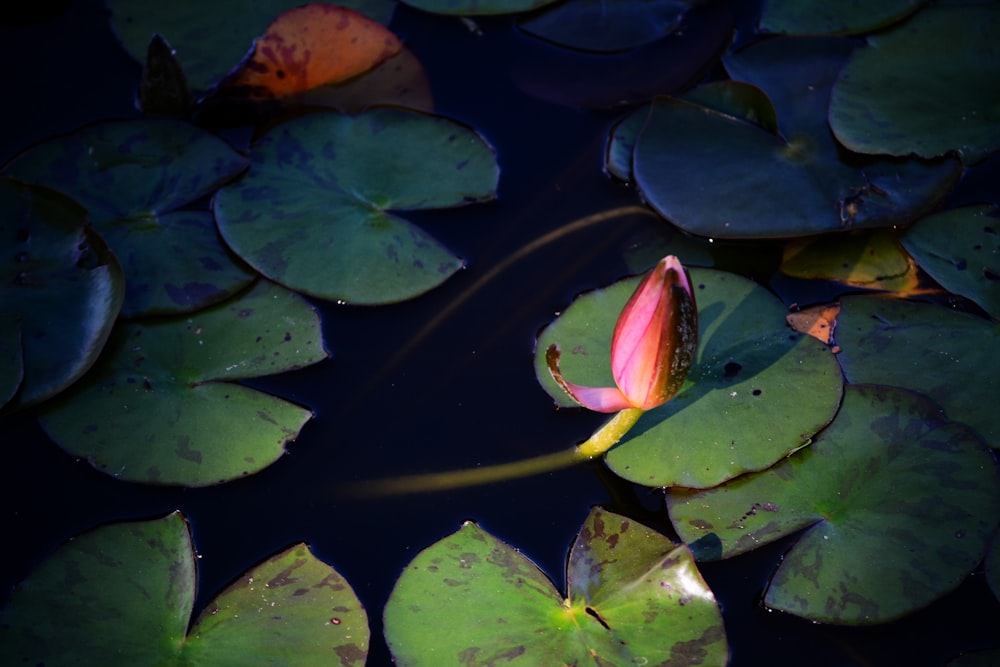 red lotus flower on body of water