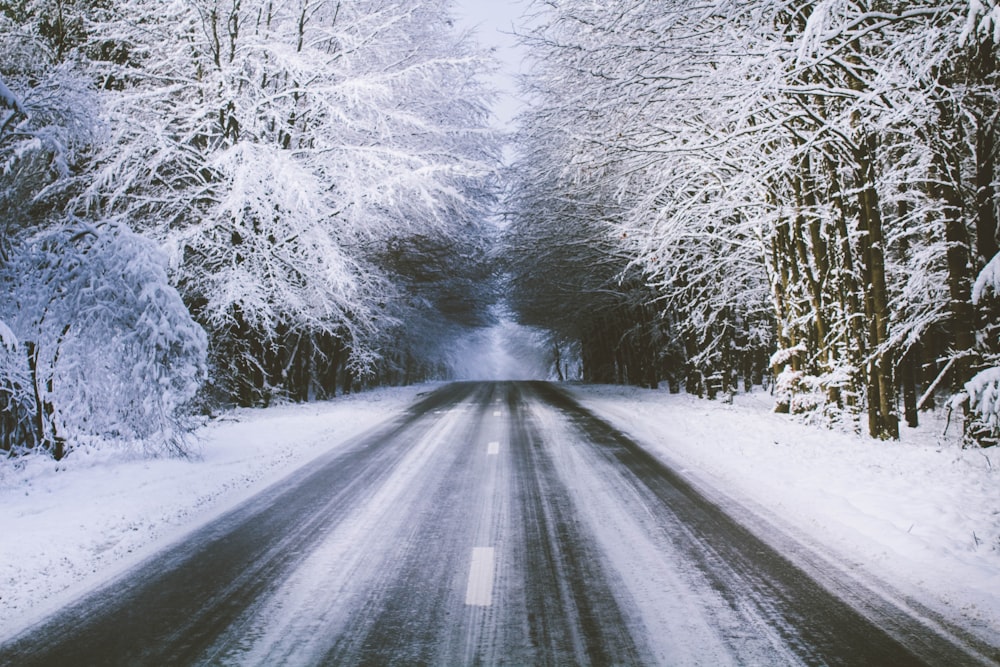 estrada de concreto cinza perto de árvores brancas cobertas de neve durante o dia
