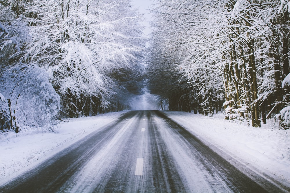 strada di cemento grigio vicino agli alberi bianchi coperti di neve durante il giorno