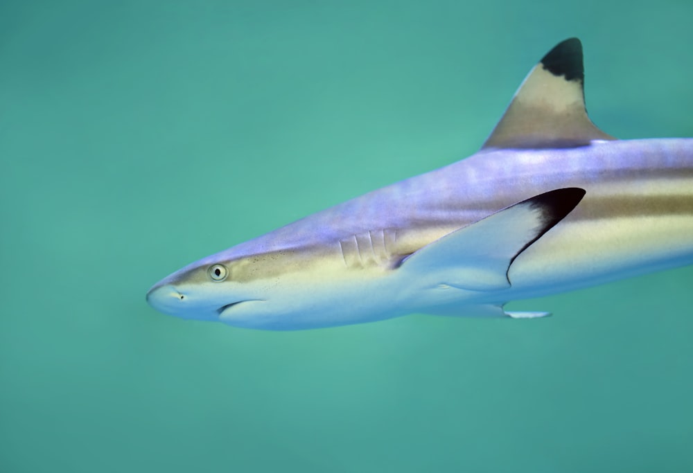 Requin gris de récif sous l’eau
