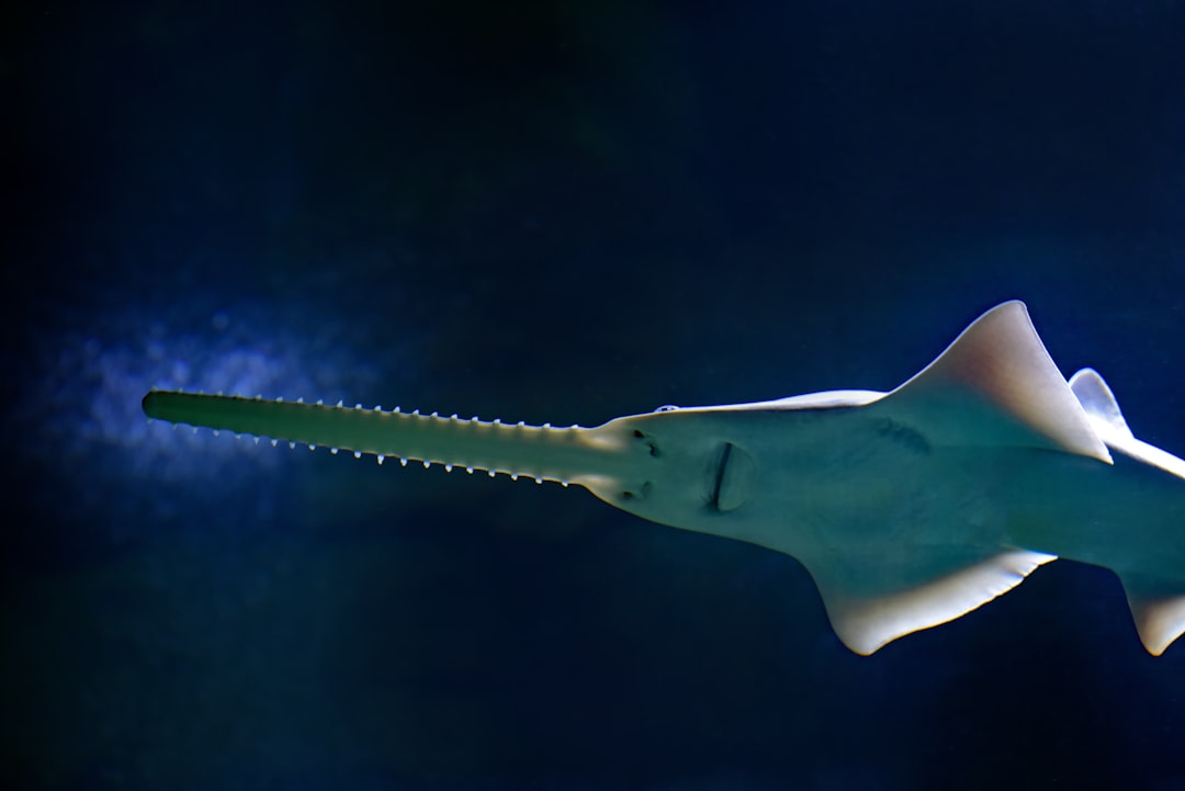 sawfish illustration