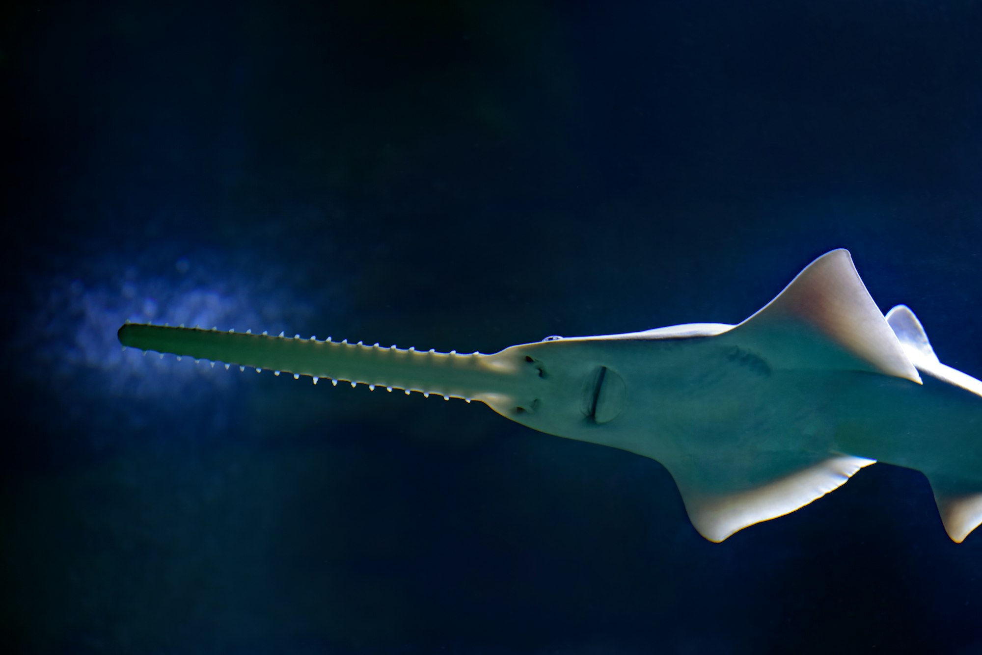 Freshwater sawfish.There are two freshwater sawfishes at the Cairns Aquarium, and this is the smaller of the two. These incredible creatures can grow to a large size, about 20 feet/7 metres long. They can use the saw to stir up the bottom and expose hidden prey, or use the saw to slash sideways at schools of fish, and then catch an eat the wounded fish.