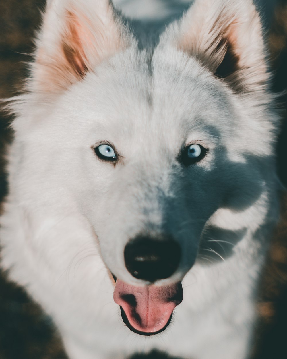 ショートコートの白い犬のクローズアップ写真