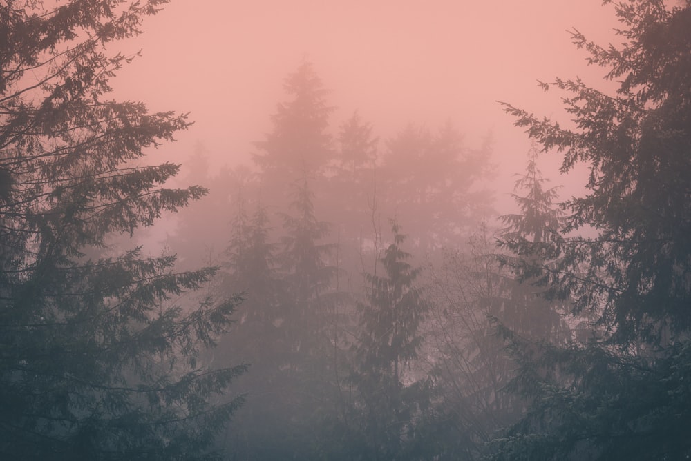 green trees during foggy weather