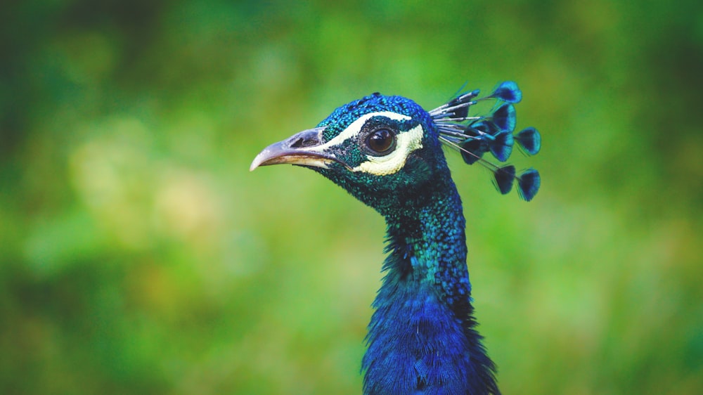 shallow focus photography of blue peafowl